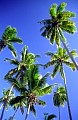 Fiji33.jpg